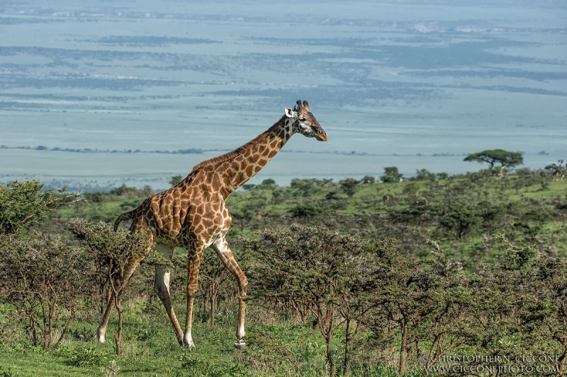 Maasai Giraffe