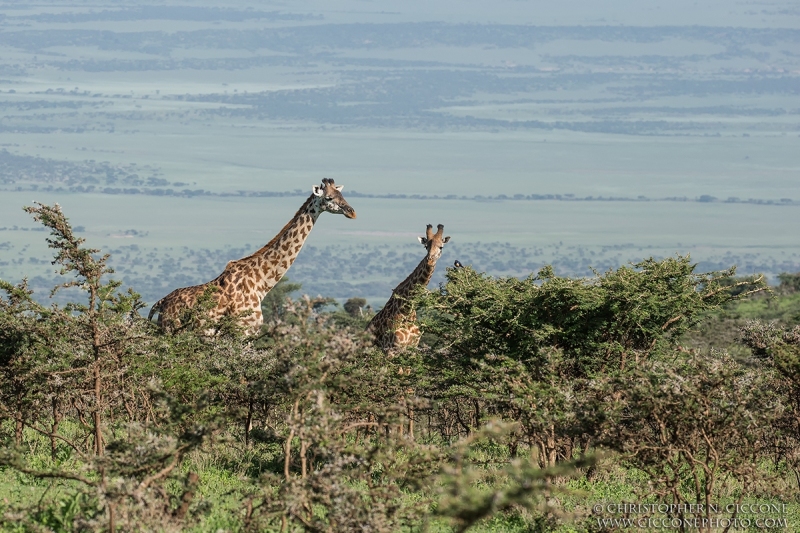 Maasai Giraffe