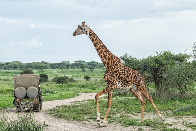 Maasai Giraffe