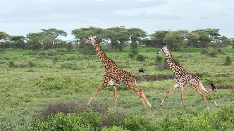 Maasai Giraffes