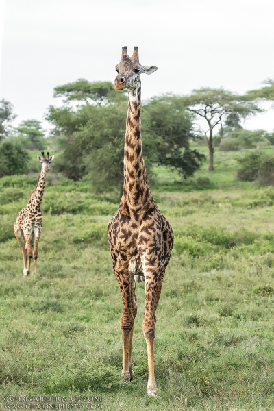 Maasai Giraffe