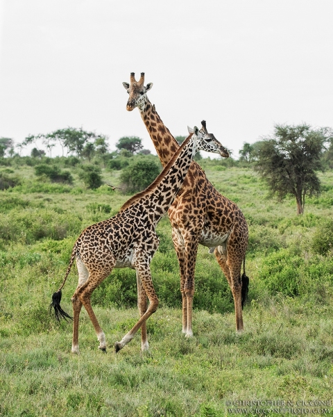 Maasai Giraffes