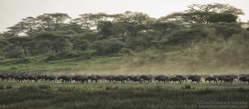 Blue Wildebeest