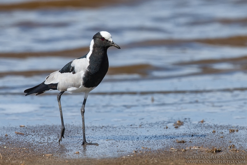 Blacksmith Lapwing