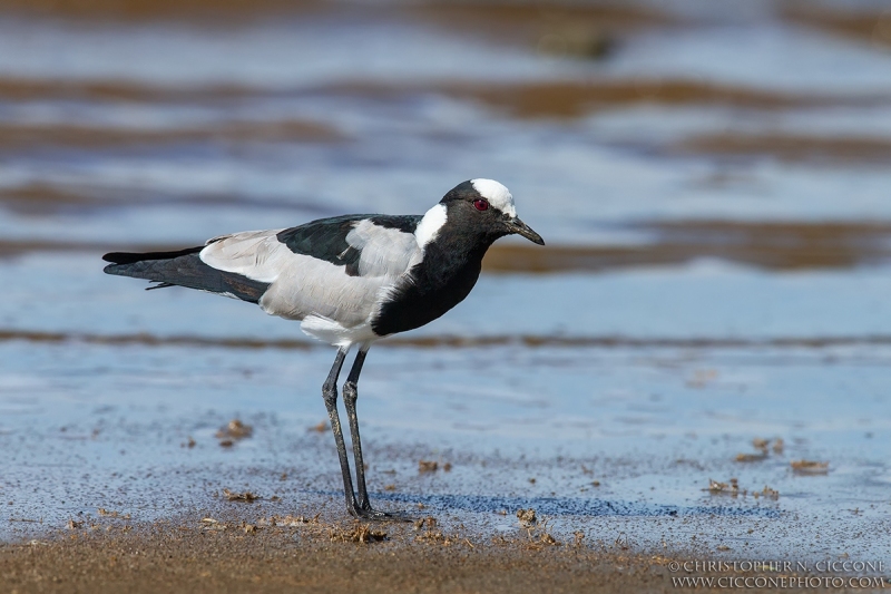 Blacksmith Lapwing