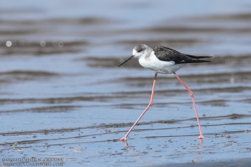 Black-winged Stilt