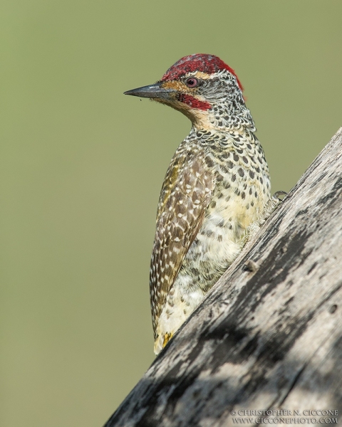 Nubian Woodpecker