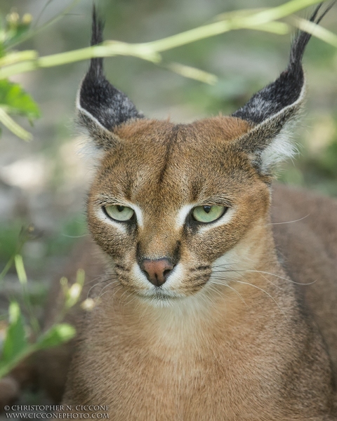 Caracal