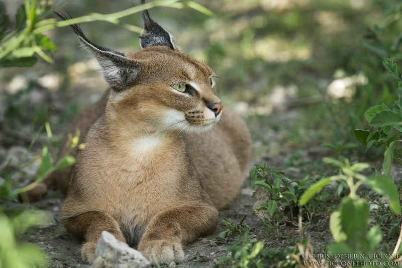 Caracal