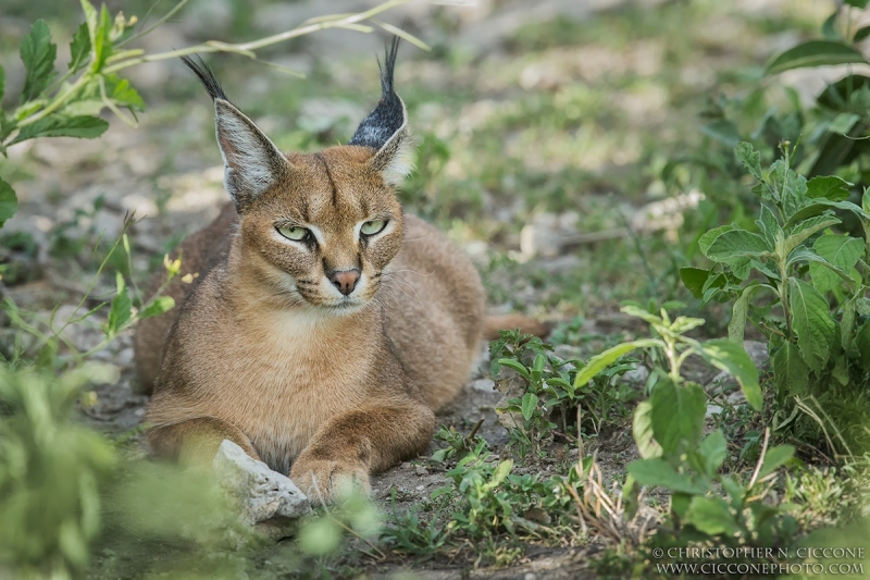 Caracal