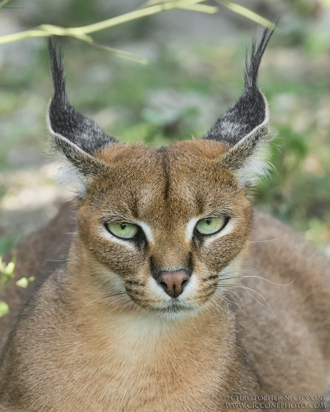 Caracal