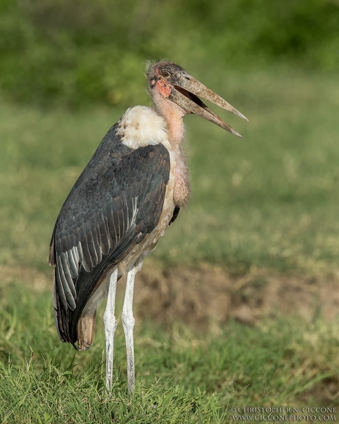 Marabou Stork