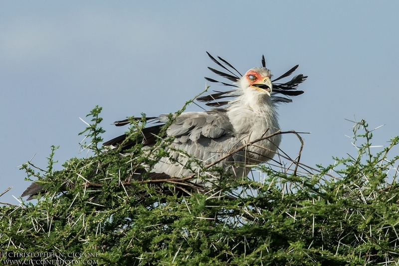 Secretary Bird