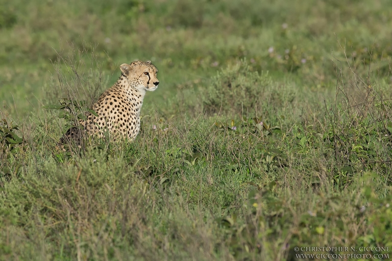 Cheetah