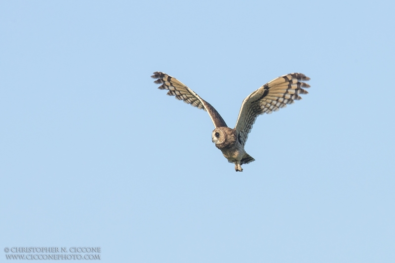 Marsh Owl