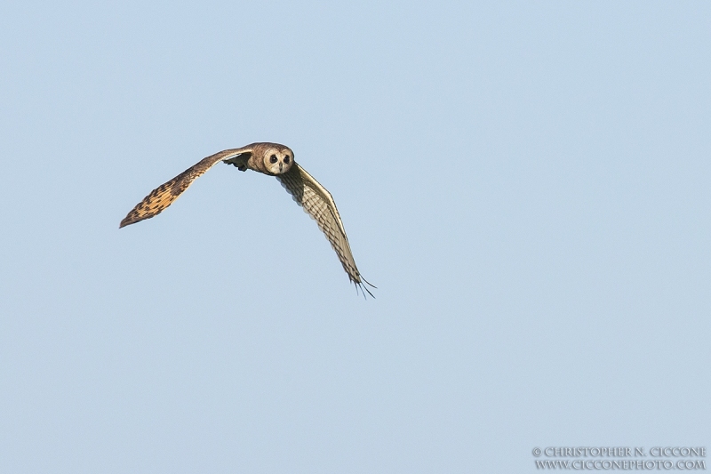 Marsh Owl