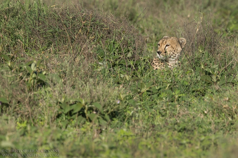 Cheetah