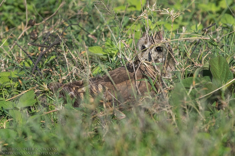 Marsh Owl