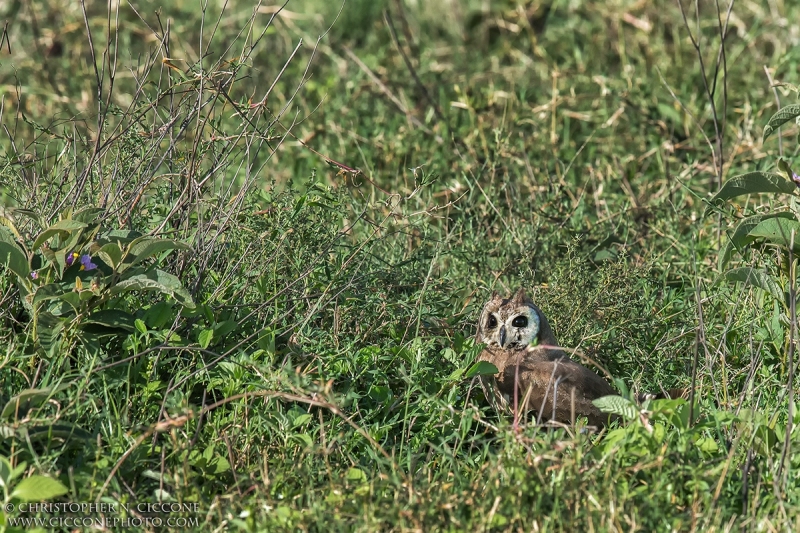 Marsh Owl