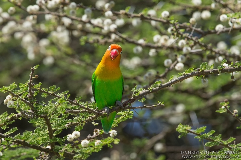 Fischer's Lovebird