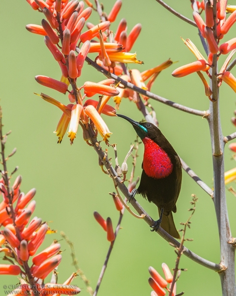 Scarlet-chested Sunbird