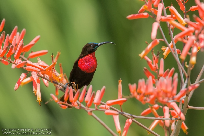 Scarlet-chested Sunbird