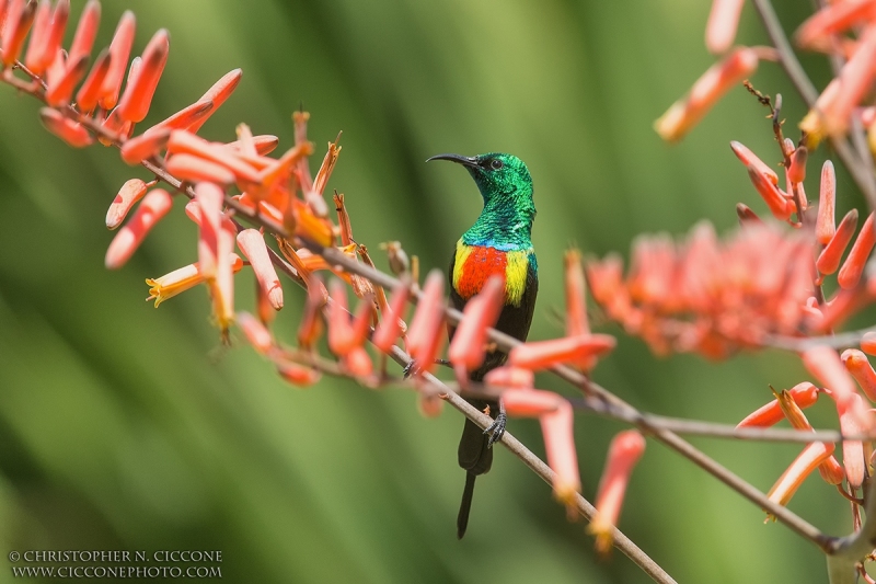 Beautiful Sunbird