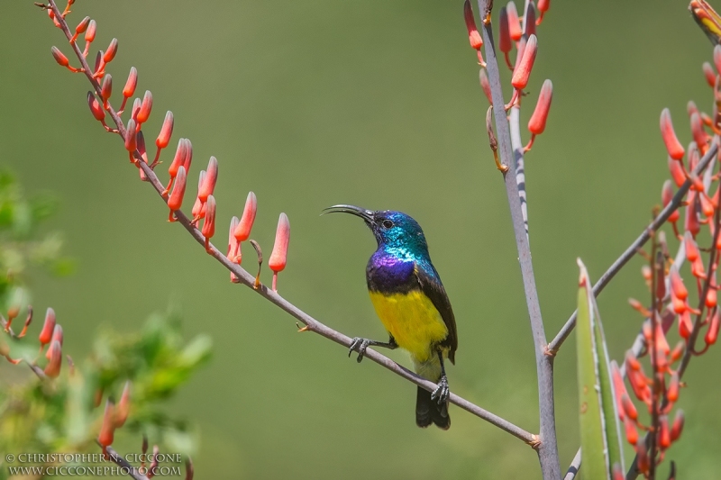 Variable Sunbird