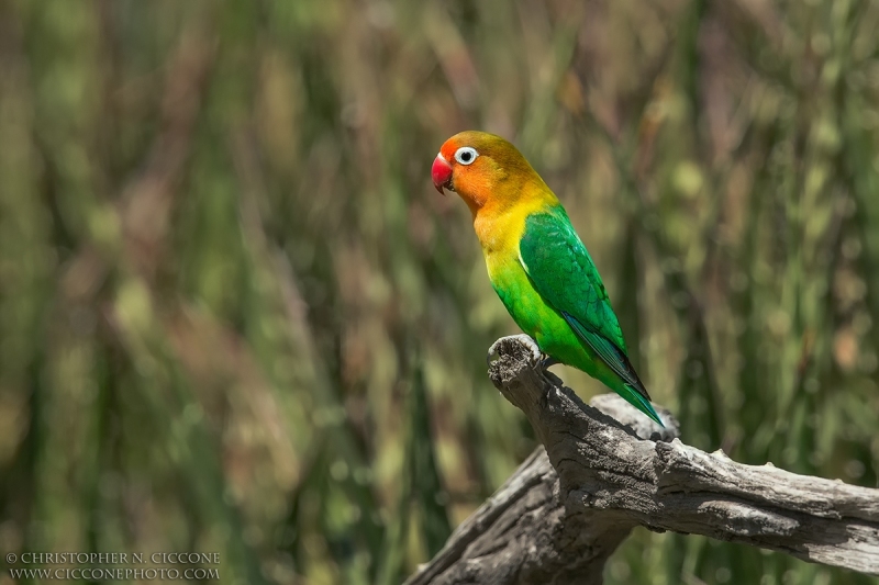 Fischer's Lovebird