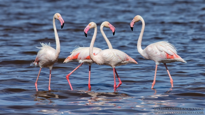 Greater Flamingo