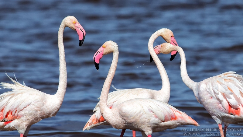 Greater Flamingo