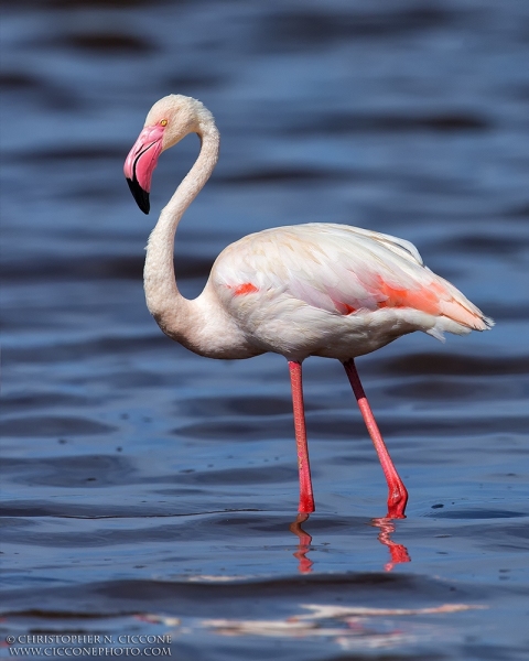 Greater Flamingo