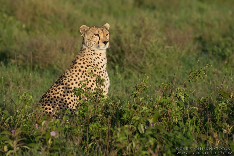 Cheetah