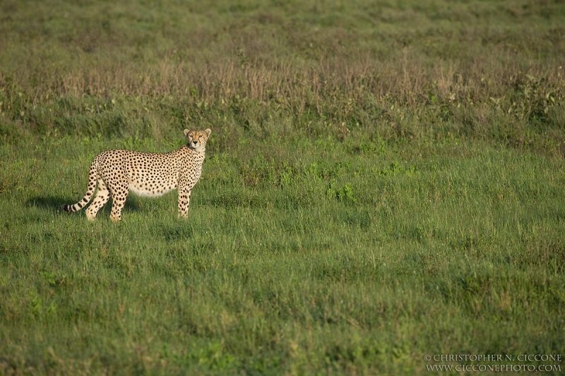 Cheetah