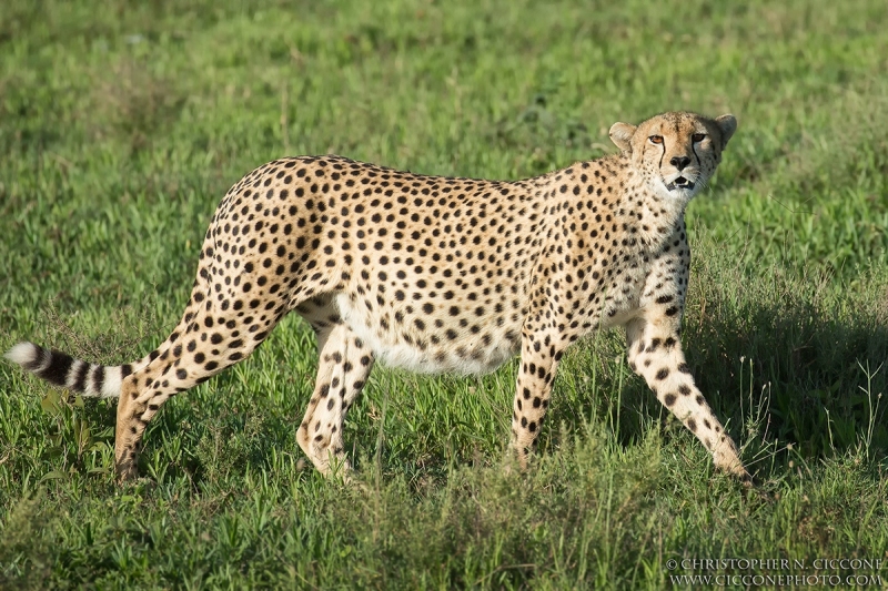 Cheetah