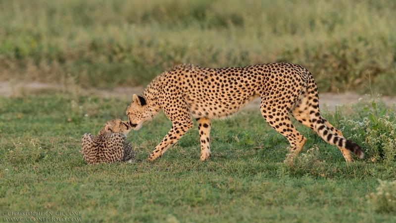 Cheetah with Cub
