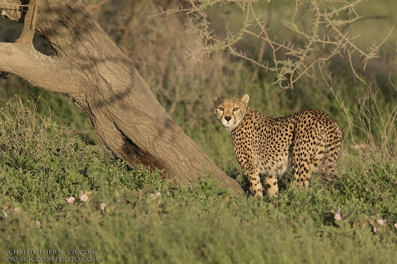 Cheetah