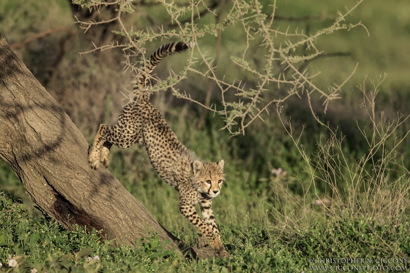 Cheetah cub