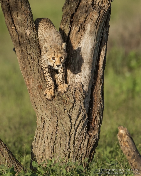 Cheetah cub