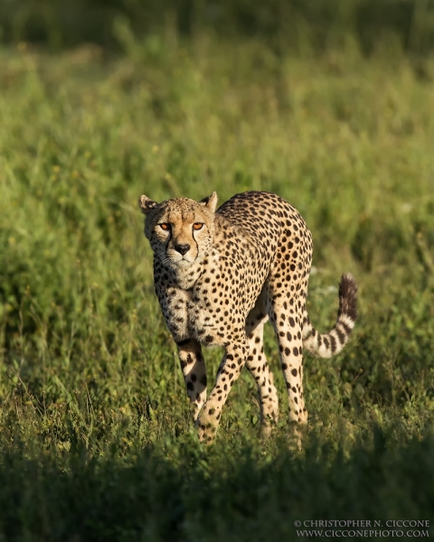 Cheetah