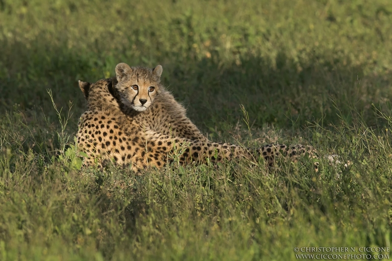 Cheetah cub