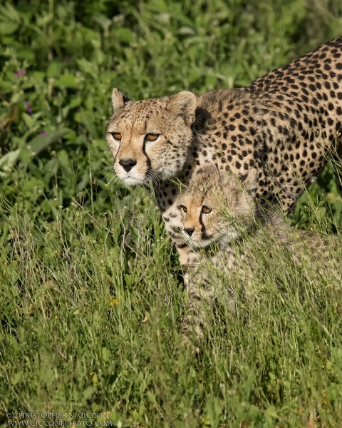 Cheetah with cub