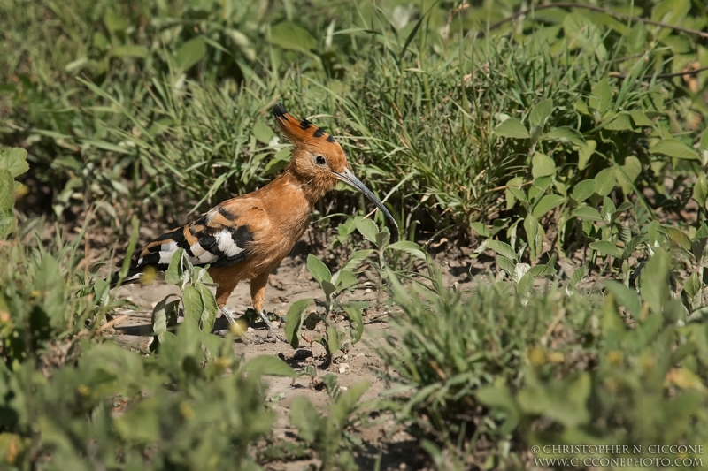 African Hoopoe