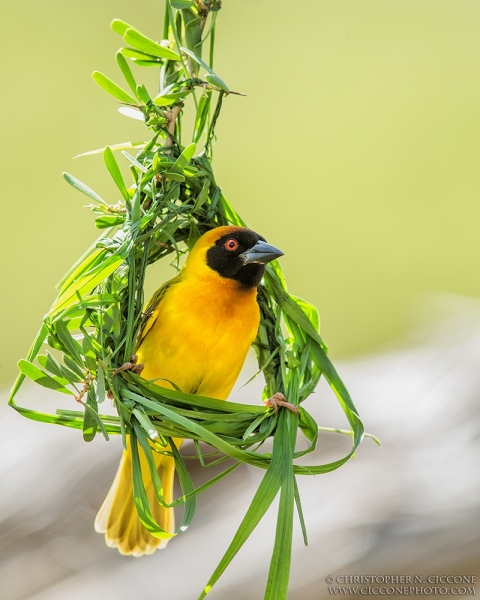 Vitelline Masked Weaver