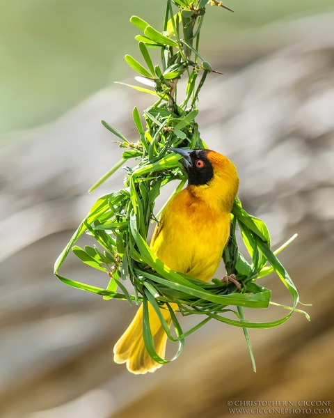 Vitelline Masked Weaver