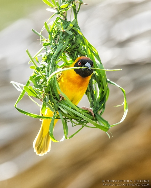 Vitelline Masked Weaver