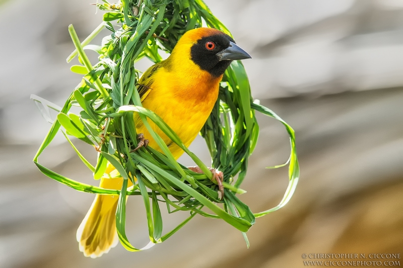 Vitelline Masked Weaver