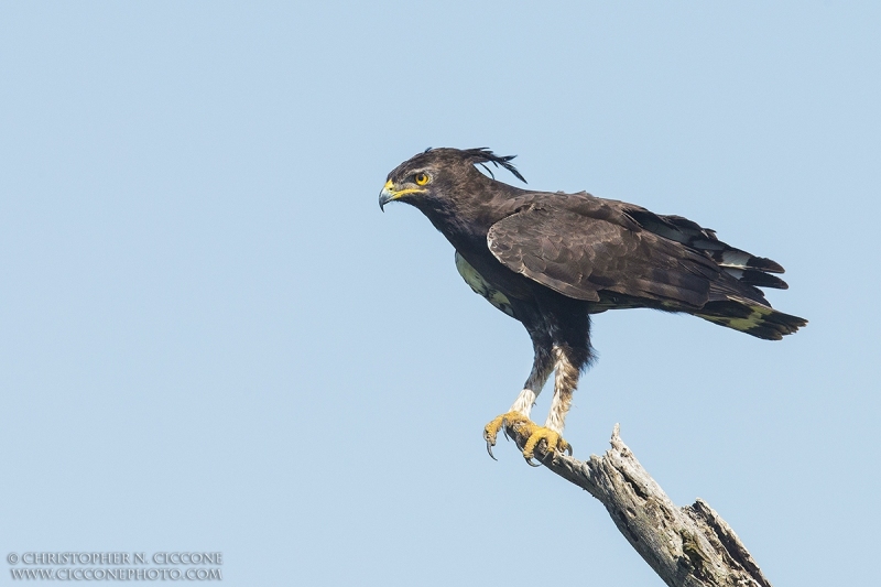 Long-crested Eagle