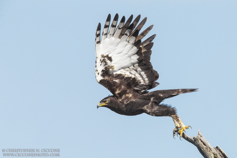 Long-crested Eagle