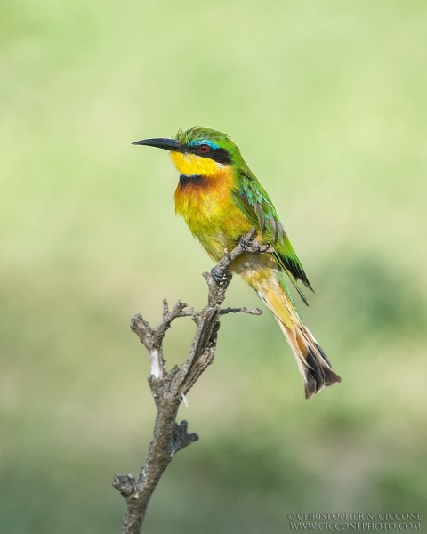 Little Bee-eater